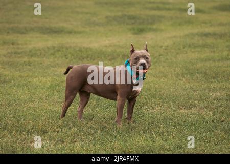 Amerikanischer Boxenbulle. Vollblut-Hund. Eine Rasse für erfahrene Hundezüchter. Ein zuverlässiger Verteidiger des Hauses. Stockfoto