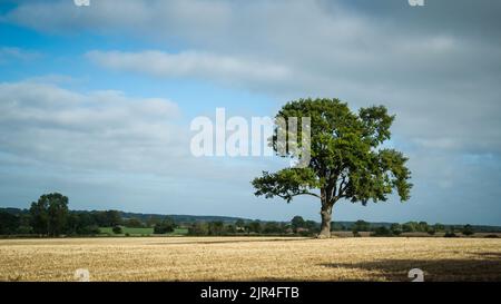 Einsame Eiche auf leerem Feld unter blauem Himmel Stockfoto