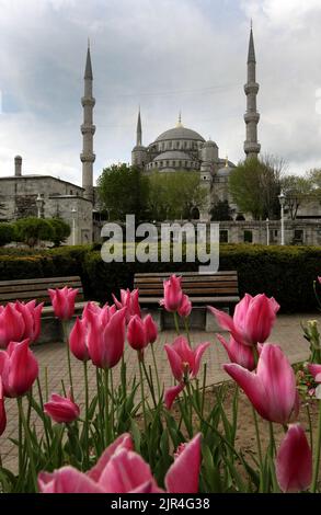 Im Sultanahmet Park vor der Blauen Moschee (Sultan Ahmet Camii) in Istanbul in der Türkei wachsen rosa Tulpen. Stockfoto