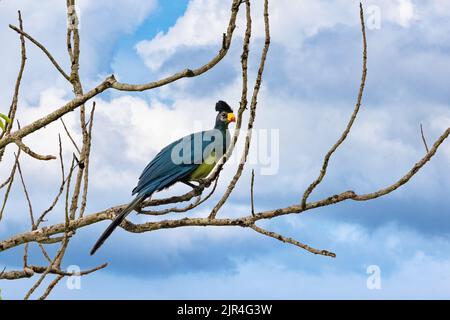 Great Blue Turaco, Corythaeola cristata, thront auf einem Baum in Kibale, Uganda. Dieser große Vogel wird aufgrund des roten Schnabels den Spitznamen Lippenstift-Vogel erhalten. Stockfoto