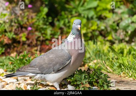 Waldtaube im Sonnenschein, Columba palumbus, Holztaube Stockfoto