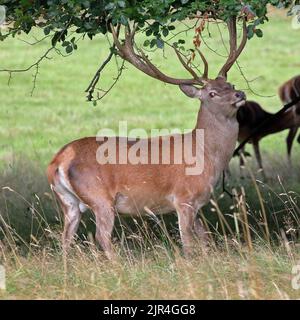 Rothirsch (Cervus Elahus) Hirsch Stockfoto