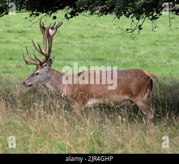 Rothirsch (Cervus Elahus) Hirsch Stockfoto