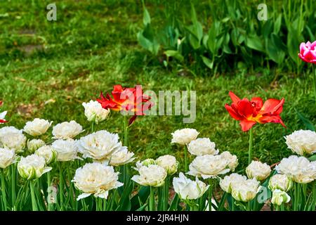 Charmanter, warmer, grüner Rasen mit leuchtend roten, weißen, zarten Tulpen Stockfoto