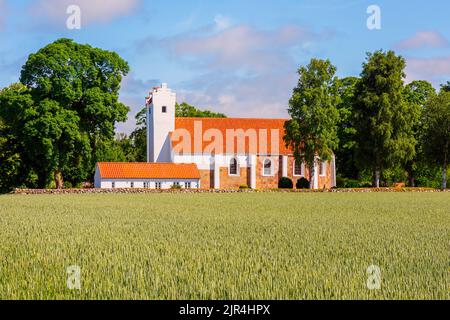 Typische Alte Kirche in Zentral-Dänemark in der Nähe eines Feldes mit Pflanzen, am Sommertag Stockfoto