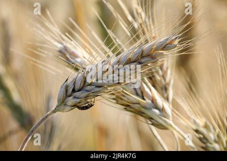 Gerste leidet Schädlingsschäden durch Blattläuse, die in Hitze und Dürre gedeihen. Die wohltuende Coccinella septempunctata, hier als Larve, ernährt sich von Blattläusen. Stockfoto