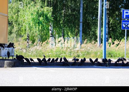 Intelligente westliche Dohlen, Coloeus monedula, versammeln sich im Schatten eines Pylons, um an einem sehr heißen, sonnigen Tag Schutz vor der Sonne zu suchen. Finnland. Stockfoto