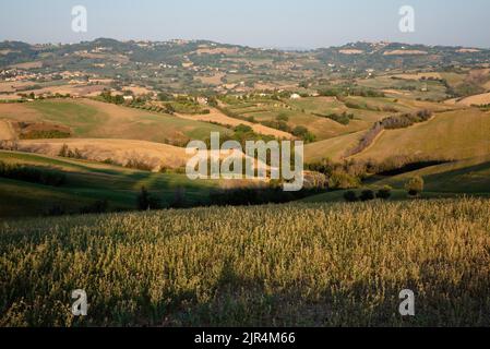 Blick auf die Felder in der Nähe von Tavullia in der Provinz Pesaro und Urbino in den italienischen Marken, am Morgen nach dem Sonnenaufgang Stockfoto