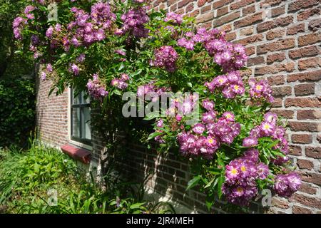 Ein rosa Rosenbusch an einer Ziegelwand eines Hauses in einem Garten. Rose Rambler oder Rosa Veilchenblau. Stockfoto