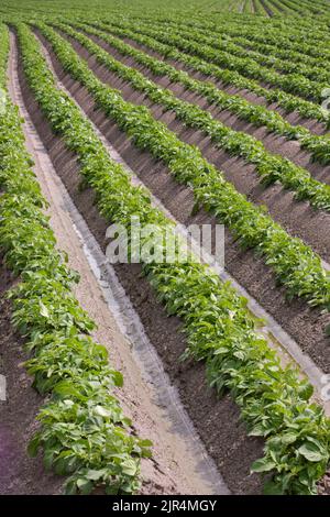 Reihen junger Kartoffelpflanzen im Frühling an einem sonnigen Tag. Feld mit Kartoffelpflanzen in schönen geraden Reihen gepflanzt. Stockfoto