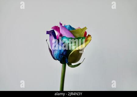 Erstaunliche Regenbogen mehrfarbigen Rosenblume isoliert auf weißem Hintergrund. Postkarte zum Valentinstag und Muttertag. Stockfoto