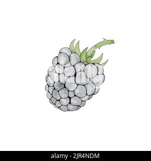 Aquarell Blackberry. Handgezeichnete Illustration Bio-Lebensmittel Vegetarische Zutat Stockfoto