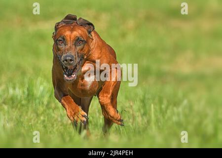 Rhodesian Ridgeback | Rennende Rhodesian Ridgeback Hündin | Rhodesian Ridgeback Hündin in Aktion | Hund in Aktion | Rennender Hund | Rennende Hündin Stockfoto