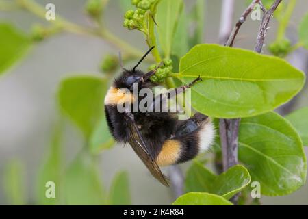 Buffschwanzbiene (Bombus terrestris ssp. Dalmatinus), Weibchen sitzt auf einem Stamm, Kroatien Stockfoto