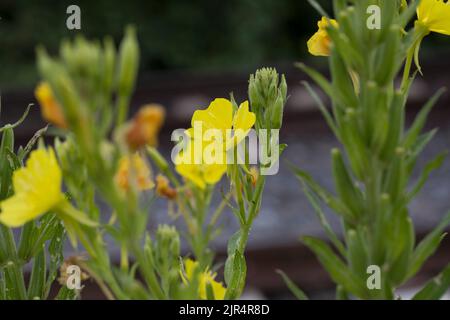 Nachtkerze (Oenothera spec.), blühend, Deutschland Stockfoto