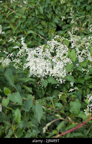 Russische Rebe, Buchara-Blumenblume, chinesische Fleecevine, Meile pro Minute, Silberspitze Rebe (Fallopia baldschuanica, Fallopia aubertii, Polygonum Stockfoto