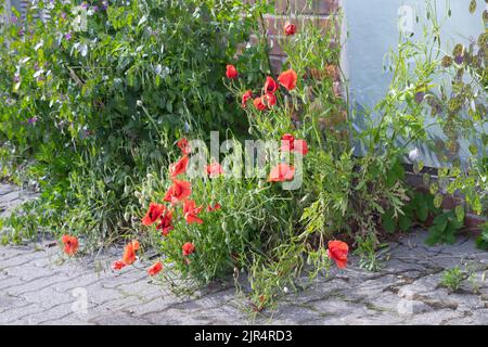 Gemeiner Mohn, Maismohn, Rotmohn (Papaver rhoeas), wächst in Pflasterlücken, Deutschland Stockfoto