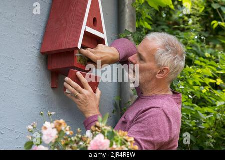 Mann, der ein altes Nest aus einem selbstgemachten Nistkasten entfernt Stockfoto