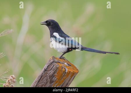 Schwarzschnabelelster, amerikanische Elster (Pica hudsonia), auf einem hölzernen Pfosten gelegen, der ruft, Kanada, Manitoba, Riding Mountain National Park Stockfoto