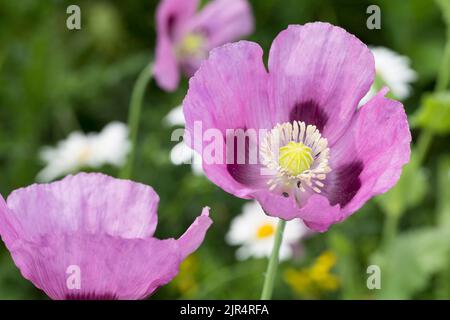 Opiummohn, Semmelmohn (Papaver somniferum), Blumen, Deutschland Stockfoto