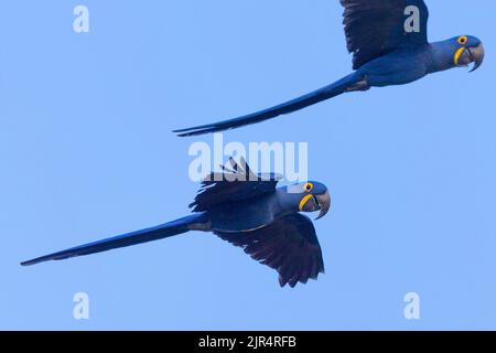 Hyazinthara, Hyazinthara (Anodorhynchus hyazinthus), zwei Hyazinthara im Flug am blauen Himmel, Brasilien, Pantanal Stockfoto