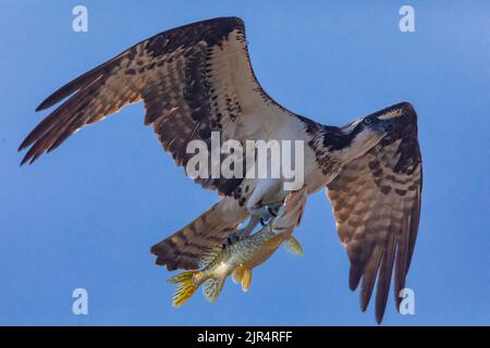 fischadler, Fischadler (Pandion haliaetus), in Flight mit gefangenem Fisch, Kanada, Manitoba, Riding Mountain National Park Stockfoto