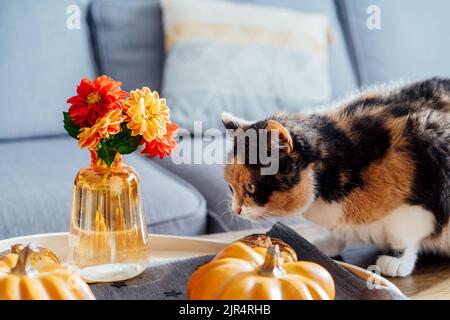 Niedliche mehrfarbige Katze schnüffeln Herbst gemütliche Stimmung Komposition für Hygge Home Dekor. Orangefarbene Kürbisse, Kerzen, frische Dahlia-Blumen auf dem Tablett Stockfoto