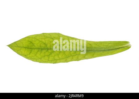 Ringelblume (Calendula officinalis), Blatt, ausgeschnitten Stockfoto