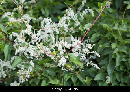 Russische Rebe, Buchara-Blumenblume, chinesische Fleecevine, Meile pro Minute, Silberspitze Rebe (Fallopia baldschuanica, Fallopia aubertii, Polygonum Stockfoto