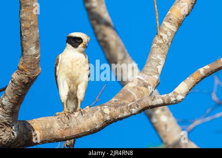 Lachender Falke (Herpetotheres cachinnans), auf einem Zweig gehockt, Brasilien, Pantanal Stockfoto