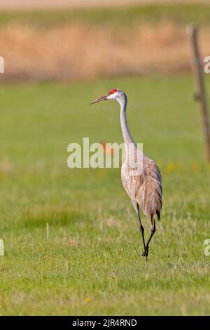 sandhügelkran (Grus canadensis, Antigone canadensis), Spaziergänge auf einer Wiese, Kanada, Manitoba, Riding Mountain National Park Stockfoto