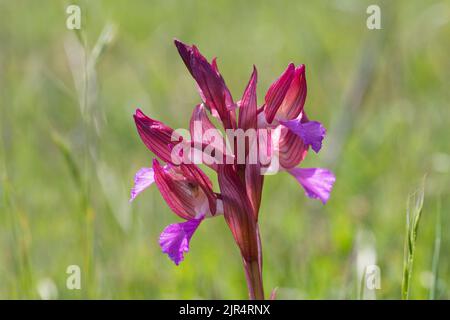 Schmetterling orchis (Orchis papilionacea, Anacamptis papilionacea), Blütenstand, Kroatien Stockfoto