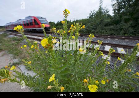 Nachtkerze (Oenothera spec.), wächst neben einer Bahnstrecke, Deutschland Stockfoto