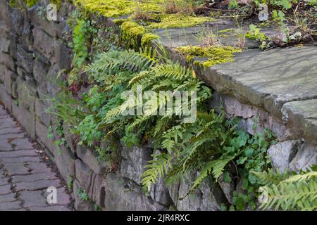 Gewöhnlicher Polypody (Polypodium vulgare), wächst in den Lücken einer Steinmauer, Deutschland Stockfoto