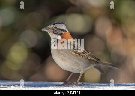 Rotbarsch (Zonotrichia capensis), steht auf dem Boden, Brasilien, Mata Atlantica, Itatiaia National Park Stockfoto