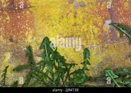 Orangefarbene Flechten, Krustenflechten, Krustenflechten (Caloplaca citrina, Flavoplaca citrina), wächst auf Sandstein, Deutschland Stockfoto