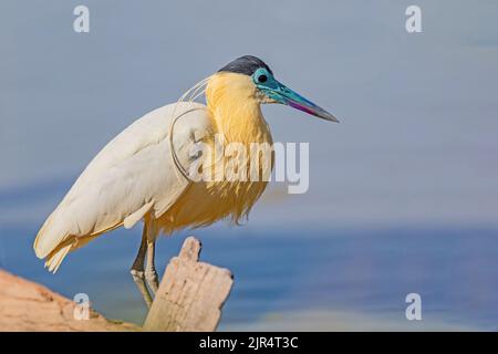 Kappreiher (Pilherodius pileatus), steht an der Küste, Brasilien, Pantanal Stockfoto