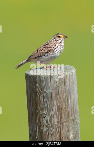 Savannah-Sperling (Passerculus sandwichensis), auf einem Holzpfosten, Kanada, Manitoba Stockfoto