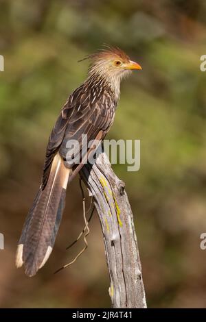 guira Kuckuck (Guira guira), auf einem Zweig, Brasilien, Pantanal Stockfoto