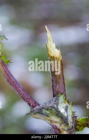 Rehe (Capreolus capreolus), Browsing Damage, Deutschland Stockfoto