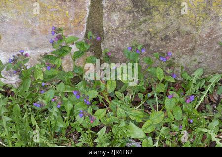 Lungenkraut (Pulmonaria officinalis), entkam am Fuß einer Mauer, Deutschland Stockfoto