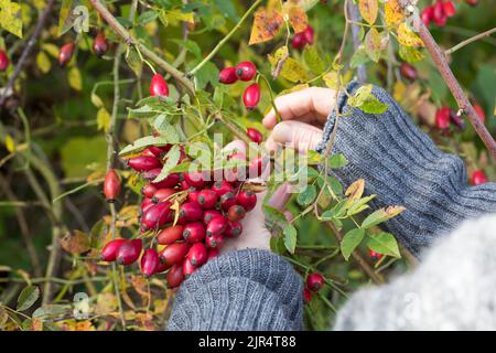 Hunderose (Rosa canina), Ernte der Hagebutten, Deutschland Stockfoto