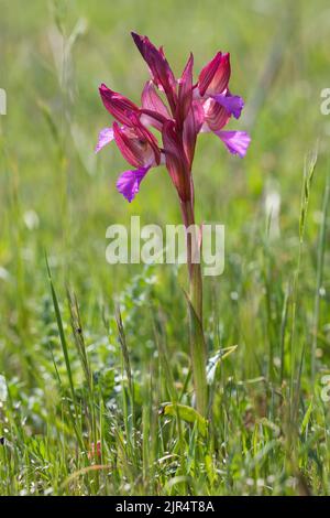 Schmetterling orchis (Orchis papilionacea, Anacamptis papilionacea), blühend, Kroatien Stockfoto