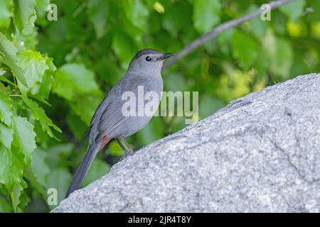 Catbird (Dumetella carolinensis), auf einem Stein thront, Canada, Manitoba, Hecla-Grindstone Provincial Park Stockfoto