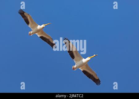 Amerikanischer weißer Pelikan (Pelecanus erythrorhynchos), zwei amerikanische weiße Pelikane im Flug bei Blue Sky, Kanada, Manitoba, Whitemouth Falls Provincial Stockfoto