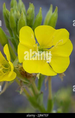 Nachtkerze (Oenothera spec.), Blume, Deutschland Stockfoto