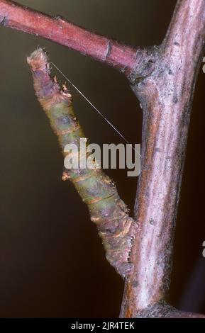 Schwemmfalter (Opisthograptis luteolata), Raupe imitiert einen Zweig, Deutschland Stockfoto