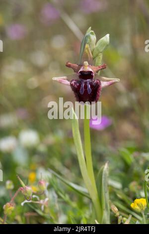 Schwarzspinnenorchidee (Ophrys incubacea, Ophrys atrata, Ophrys sphegodes subsp. Atrata, Ophrys aranifera var. Atrata), einzelne blühende schwarze Spinne Stockfoto