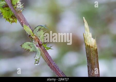 Rehe (Capreolus capreolus), Browsing Damage, Deutschland Stockfoto