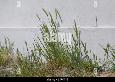 Mausgerste (Hordeum murinum), in Pflasterlücken an einer Hauswand, Deutschland Stockfoto